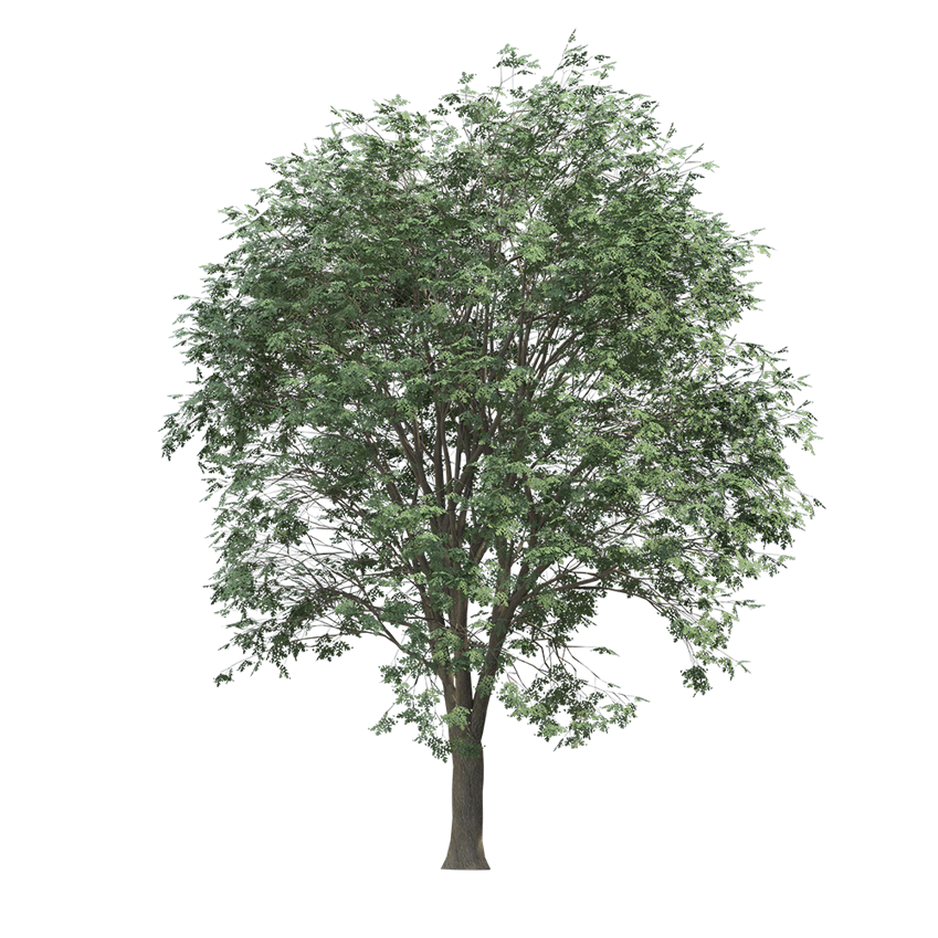 Quercus cerris - Oak